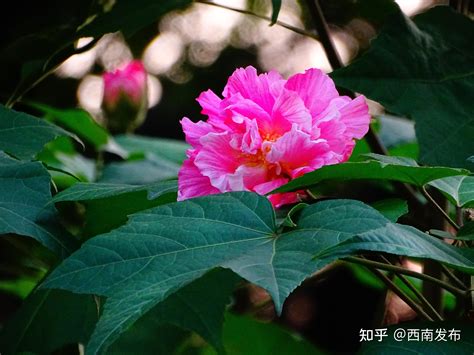 植物:b_rt8hmfh8s= 芙蓉|芙蓉